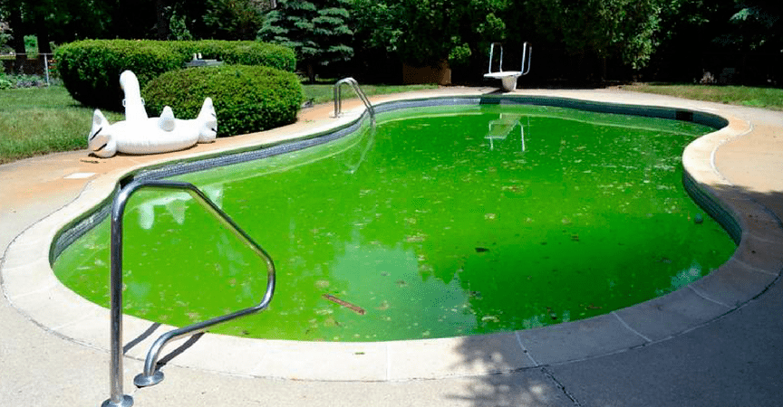 Como eliminar as algas da piscina